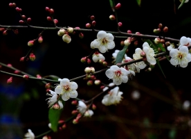 欲使梅花四季开放有哪些秘诀