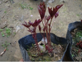 芍药应如何科学繁殖