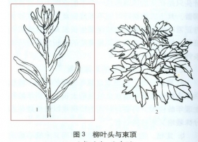 菊花生长出柳叶头怎么办