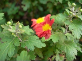 怎样培育菊花老根