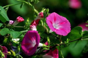 牵牛花的特点：夏季早晨4时开花，花喇叭形，意在催农民牵牛犁地