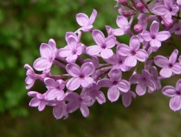 丁香有毒吗：无毒,是蜜源植物,可提制芳香油