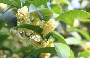 桂花有毒吗：无毒,可观赏可食用