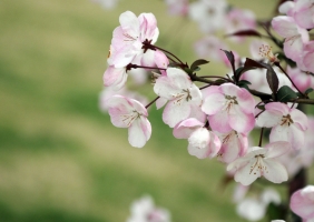 樱花花期：花期短,宜早观赏