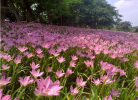 葱兰花期：花期是7～9月