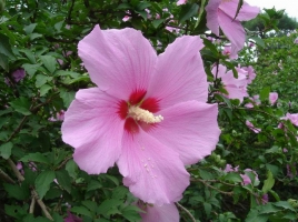 木槿花期：花期长,花朵亮丽洁净