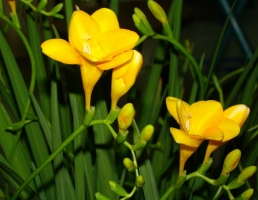 香雪兰花期：花期长,花香清幽