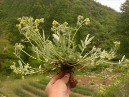 翻白草的功效与作用：脾胃虚寒者忌用