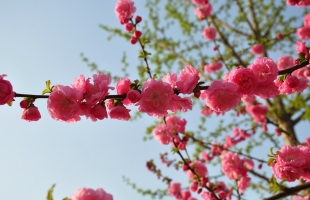 樱花的花期：花期短,落花优美