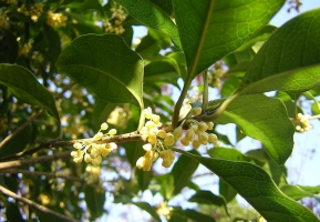 桂花的花期：品种不同,四季均可观赏