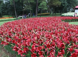 百合花花期：一般7～8月份开花