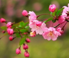 垂丝海棠花语：游子思乡,离愁别绪