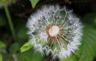 植物种子的传播方式（图）：多种多样