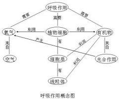 植物的呼吸作用：包括有氧呼吸与无氧呼吸