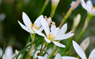 水仙花什么时间开：冬天开花，大概1月左右