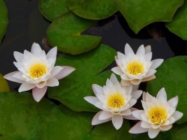 水生植物有哪些：能够长期在水中或水分饱和的土壤中正常生长