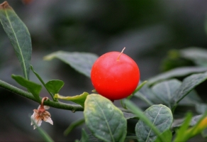 珊瑚豆的养殖方法：开花及冬季少浇水