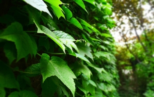 爬山虎的特点：多年生藤本植物，适应性强