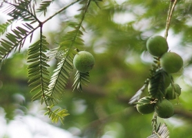 什么是裸子植物：关于裸子植物的科普知识