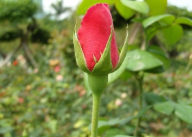 月季花苞需要疏蕾吗：需要，过多的花蕾会导致花开得不好