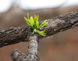 枣树什么时候发芽：枣树在4月中旬开始发芽