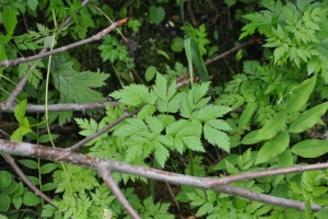 野芹菜能吃吗：可以，富含多种维生素