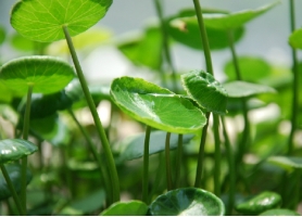 养殖铜钱草茂盛的技巧：分别从土、盆、光照三个方面介绍