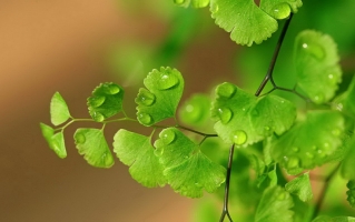 关于植物的资料：介绍植物的基本资料及植物趣闻