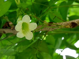 绿宝树会开花吗：会，在南方地区很常见，北方地区很少见