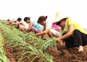 大葱什么时候种：大葱分秋季、春季和夏季三个时段种植