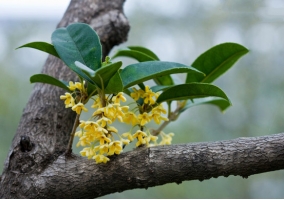 桂花树的栽培技术：喜湿润、光照充足的环境，忌积水