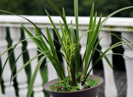 兰花盆面草的介绍：苔藓、翠云草、天胡荽