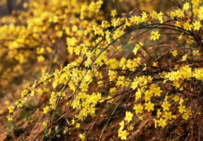 迎春花的介绍：与梅花、水仙和山茶花统称为“雪中四友”