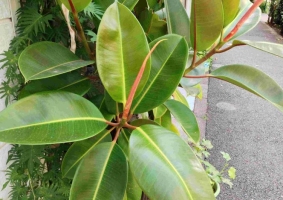 常见的室内木本植物：十八种常见的木本植物