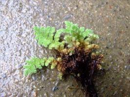 满江红是什么植物：满景红是一年生草本蕨类植物