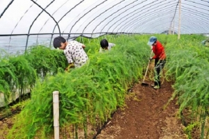 芦笋的种植方法：于4月下旬至5月上旬进行播种