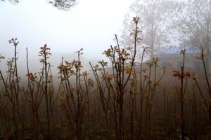 香椿树的种植技术：香椿树的种植及采收技术简介