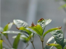 桂花发芽叶尖变黑怎么办：叶芽尖发黑是桂花叶枯病所至