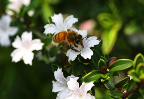 六月雪的花期：花期是每年的6月至7月