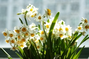 水仙花冬天怎么养，如何控制花期