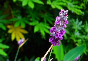 再力花开花时间：花期长达8个月