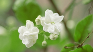 茉莉花不开花怎么办：注意修剪和施肥