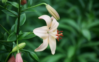 百合花夏天怎么养：注意修剪