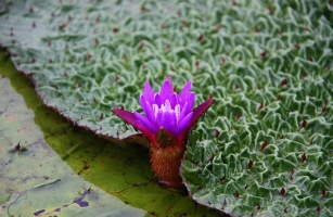 芡实是什么：水生草本植物，浆果和植株统称芡实，果实也叫“鸡头米”