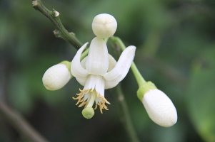 柚子花花期：花期短，一般在3月下旬至4月下旬开放