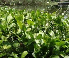 泽泻是什么：多年生水生草本植物，全株有毒，可入药