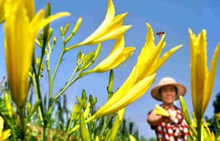 黄花菜怎么做好吃：黄花菜要晒干后才能食用