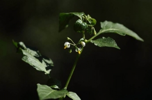 龙葵是什么：龙葵也叫白花菜，一年生草本植物；叶子和浆果可食用