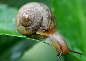 植物发病原因分析