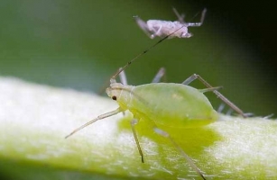 蚜虫介绍及防治：蚜虫，又称腻虫、蜜虫，世界上最具破坏性的植食（昆虫）害虫之一